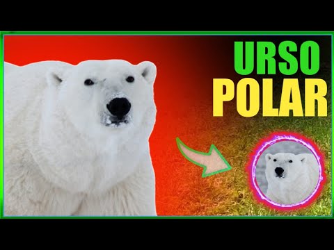 Urso polar - urso polar! um dos maiores mamíferos terrestres do mundo! uma espécie incrível!!!