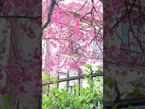 Así suena la primavera en Buenos Aires 🌸🎧