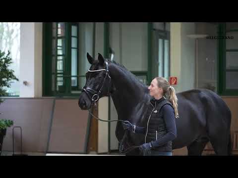 Total McLaren by Totilas / De Niro - stallion born 2017 (GER)