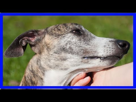 Galgo Espanol: Besonderheiten bei der Erziehung