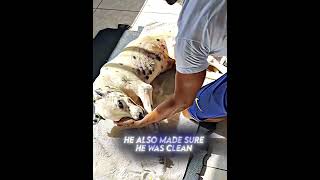 This Kind Man Did This For His Dog😭