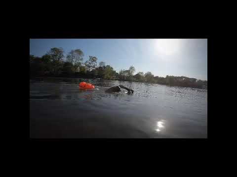 Slow tv virtual swim in the river Thames.