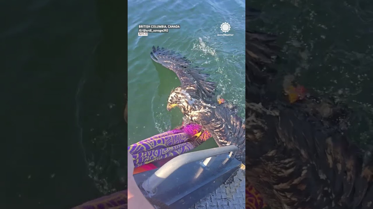 Exhausted Young Eagle Rescued Miles From Shore