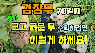 김장무 70일째 수확 매년 크고굵은무 수확하려면 이렇게 하시면됩니다 #무키우기