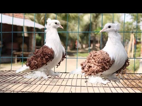 , title : 'most popular pigeon breeds || top 10 pigeon breed || fancy pegion farm'