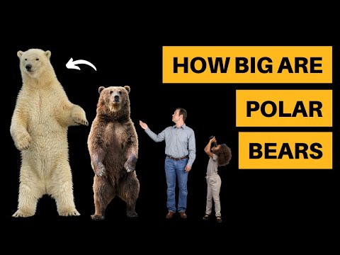 Grizzly Bear Size To Human