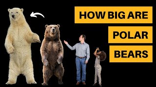 How Big Are Polar Bears [Size Comparison]