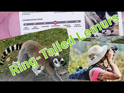 Mr. Hira or Mr. Maky or Ring Tailed Lemur: The most internationally recognized & endangered species.