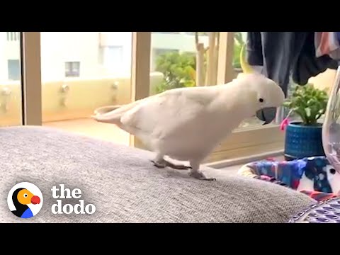 A Wild Cockatoo Comes For a Daily Visit With His Favorite Human