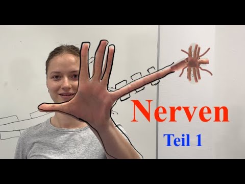 Nerven Teil 1 - Aufbau und Arten von Nervenzellen | Physiologie mit den Muskelflüsterern