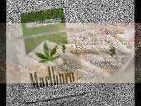 Why Do I - Nu Money Hustler Don Ft. Dan Gully