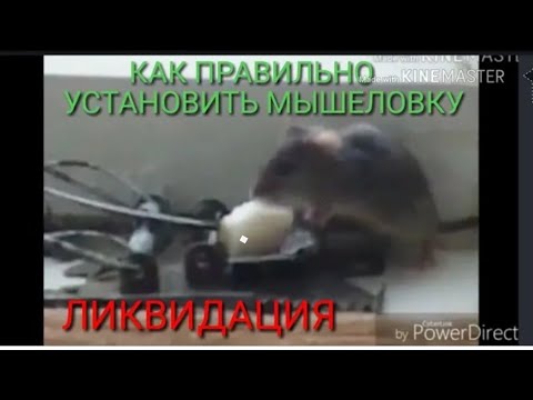 КАК ПРАВИЛЬНО УСТАНОВИТЬ МЫШЕЛОВКУ 2019