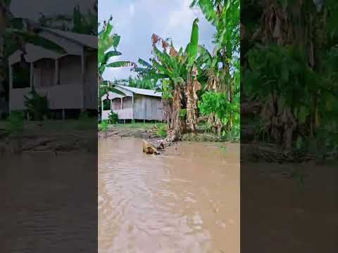 comunidade Lagoinha no Rio juruá