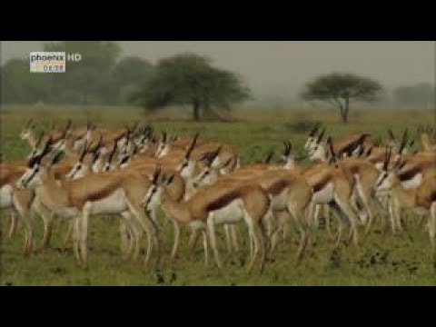 Das Jahr der Wildnis (1/5) Januar bis März (Doku) [HD] - 2017