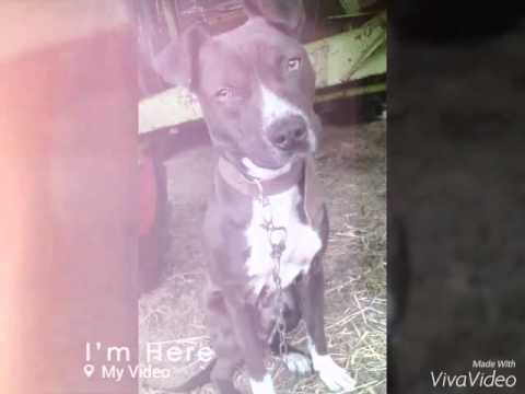 Pitbulul   din Urzicuta