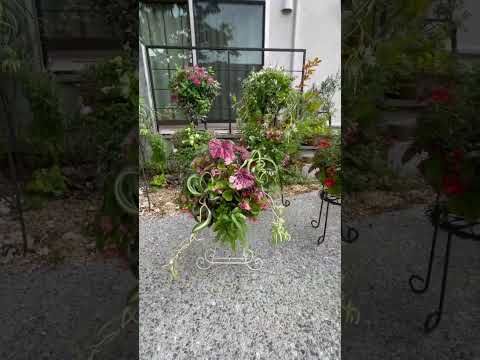 ヒマラヤパールバスケット 植物