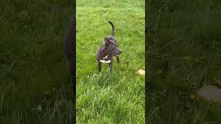 Video preview image #1 American Pit Bull Terrier-Labrador Retriever Mix Puppy For Sale in Germantown, OH, USA