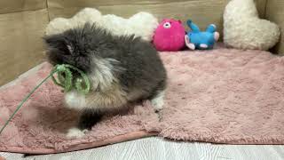 ノルウェージャンフォレストキャットの動画01