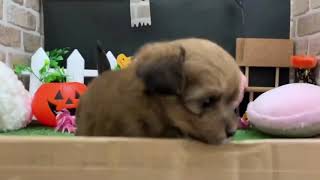 ハーフ犬の動画01