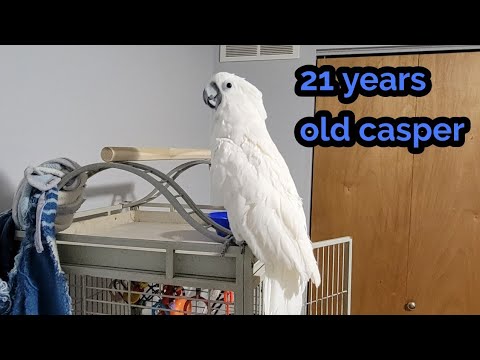Casper 21 year old male cockatoo #Aneeq khan informative