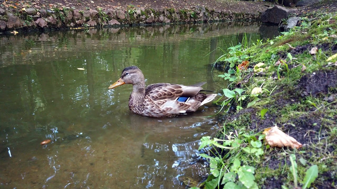 Утка плавает в парке Дрозды (Минск) / Duck at Drozdy park (Minsk) | 4K
