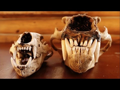 Kamila Kielar: Traperzy z dala od własnej legendy. Jak współczesność obróciła bobra ogonem