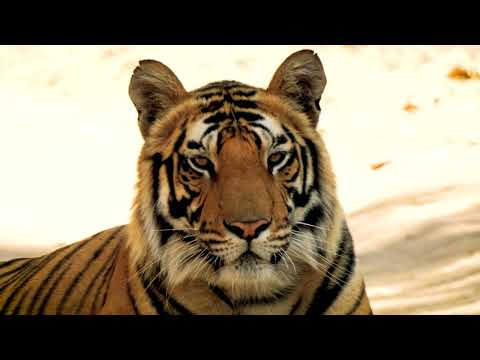 The Oberoi Vindhyavilas Wildlife Resort Bandhavgarh