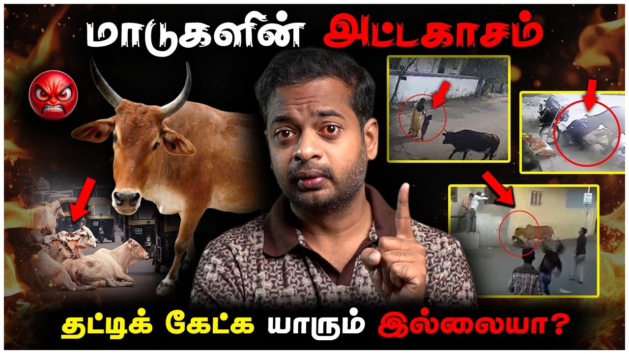 Street Cows Issues 😡 மாடுகளின் அராஜகம் 😤 இதற்கு ஒரு முடிவே இல்ல?