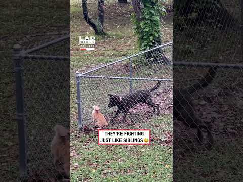 Perro no deja salir al gato del jardín | Vídeo gracioso de mascotas