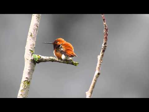 Rufous Hummingbird