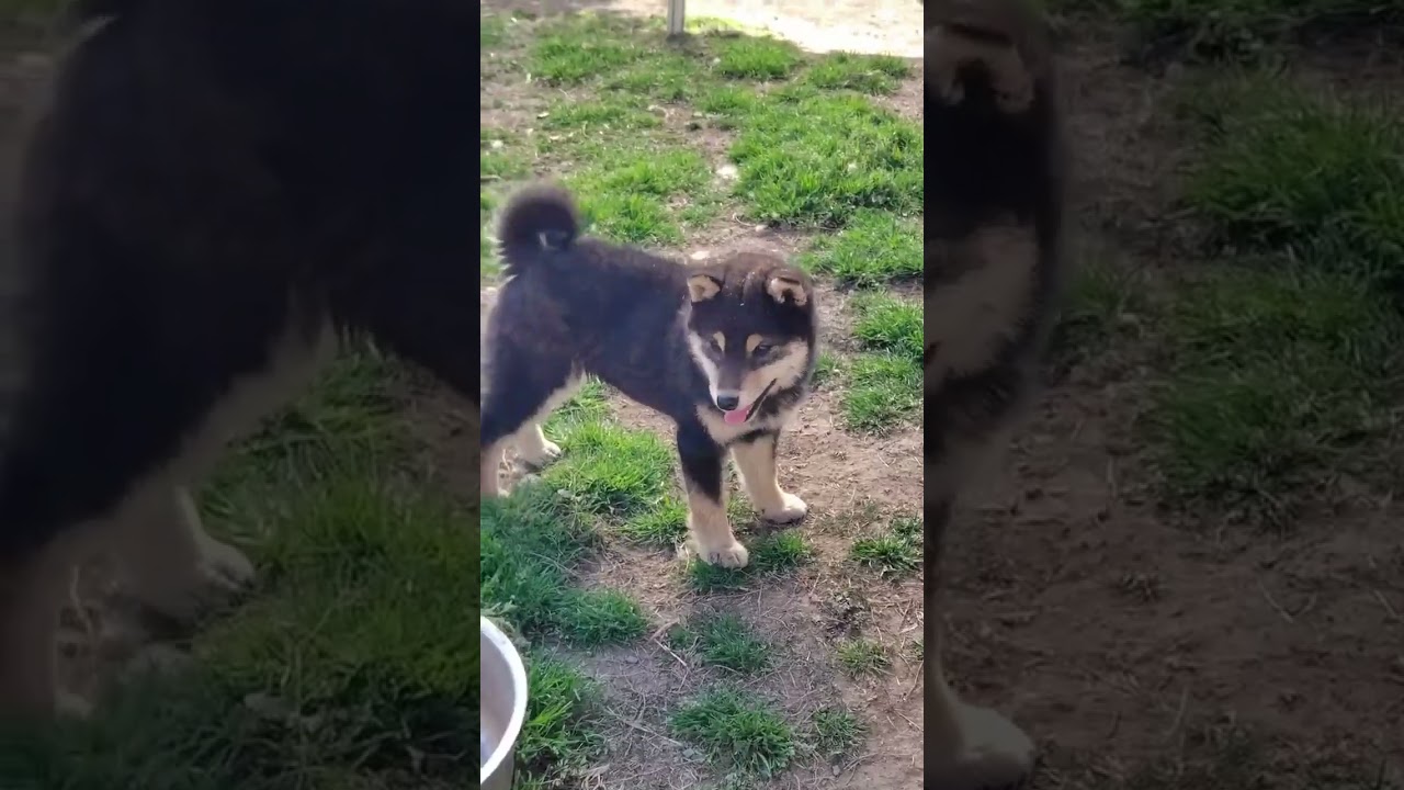 ID4615黒♀ shiba inu puppy  black female #柴犬  #puppy