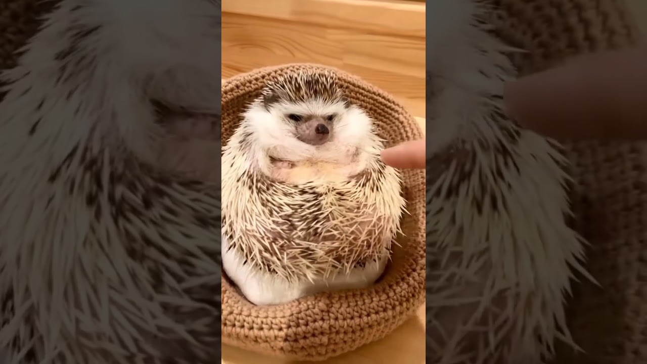 Why Hedgehogs Are Way Scarier Than You Think 🦔😱