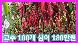 고추 106개심어 180만원 수확~ 고추 터널재배~고추농사 잘짓는방법, 전원일기 주말ㅈ농장,텃밭,귀농,귀촌,…