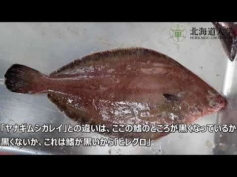 オーストラリアのスナブヒレイルカ - 定義