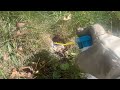 Yellow Jackets Attack From Below in Manahawkin, NJ