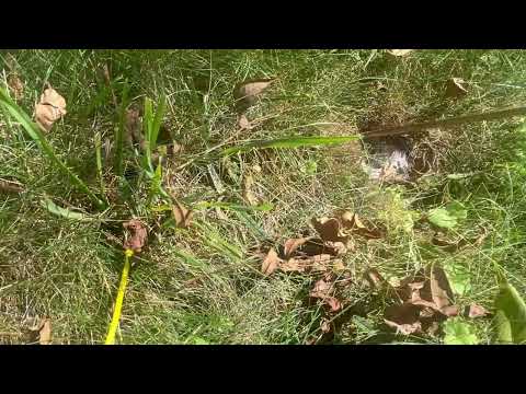 Yellow Jackets Attack From Below in Manahawkin, NJ