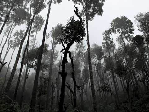 SHENZO BEATZ - Forest (Official Music Video)