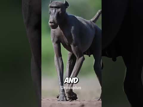 Baboon monkey #shorts #science