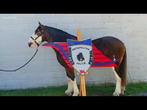 DC police want your help naming new horse