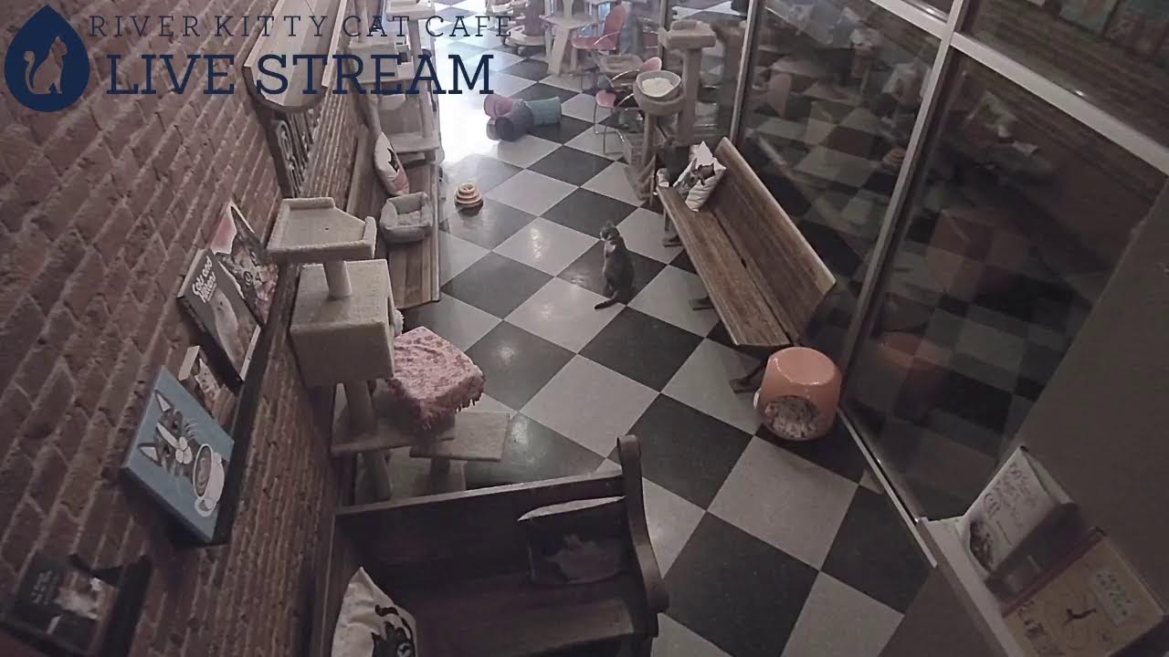 Post: River Kitty Cat Cafewebcam