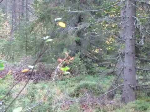 Suojarannan Sanni 3.9.2009