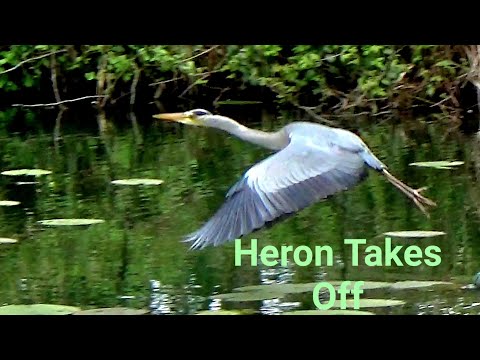 Heron Grey Heron Takes Flight