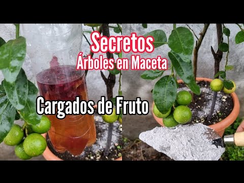 , title : 'Secretos para tener árboles Frutales en maceta Cargados de Fruto y Flor - Aquí te los explico'