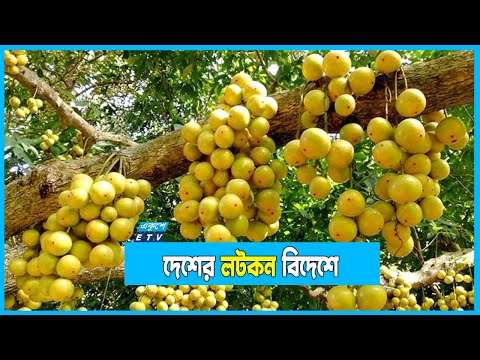 দেশের চাহিদা মিটিয়ে বিদেশে যাচ্ছে লটকন