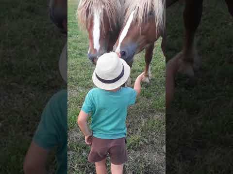 Armăsari de 3 și 4 ani - provin din Herghelia Fitero