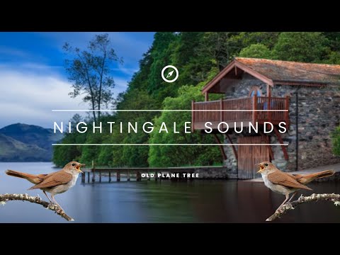 BEST NIGHTINGALE SONG - 1 Hour REALTIME Nightingale Singing