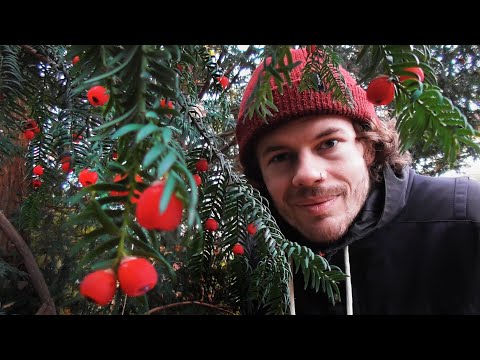 Deadly poisonous and a delicious treat - the yew - a magical tree with many faces!
