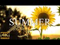 SUMMER 4K The Relaxing Music With Fresh With Summer Scenery 4K Video UHD
