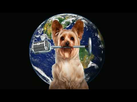 Tinny - One Pack - (Official Audio) - PUP STAR