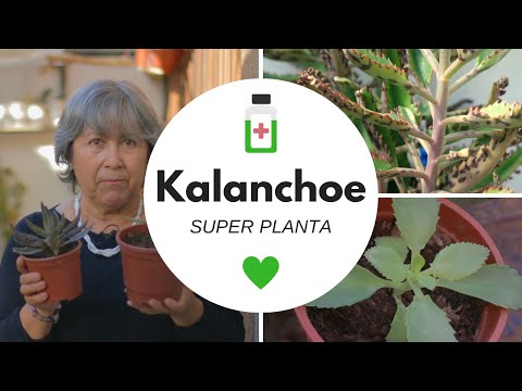 , title : 'La planta que odia el cáncer: Kalanchoe'